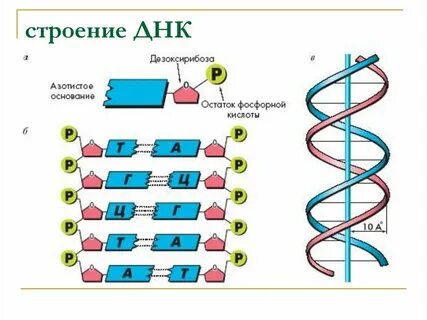 Днк а г т ц расшифровка