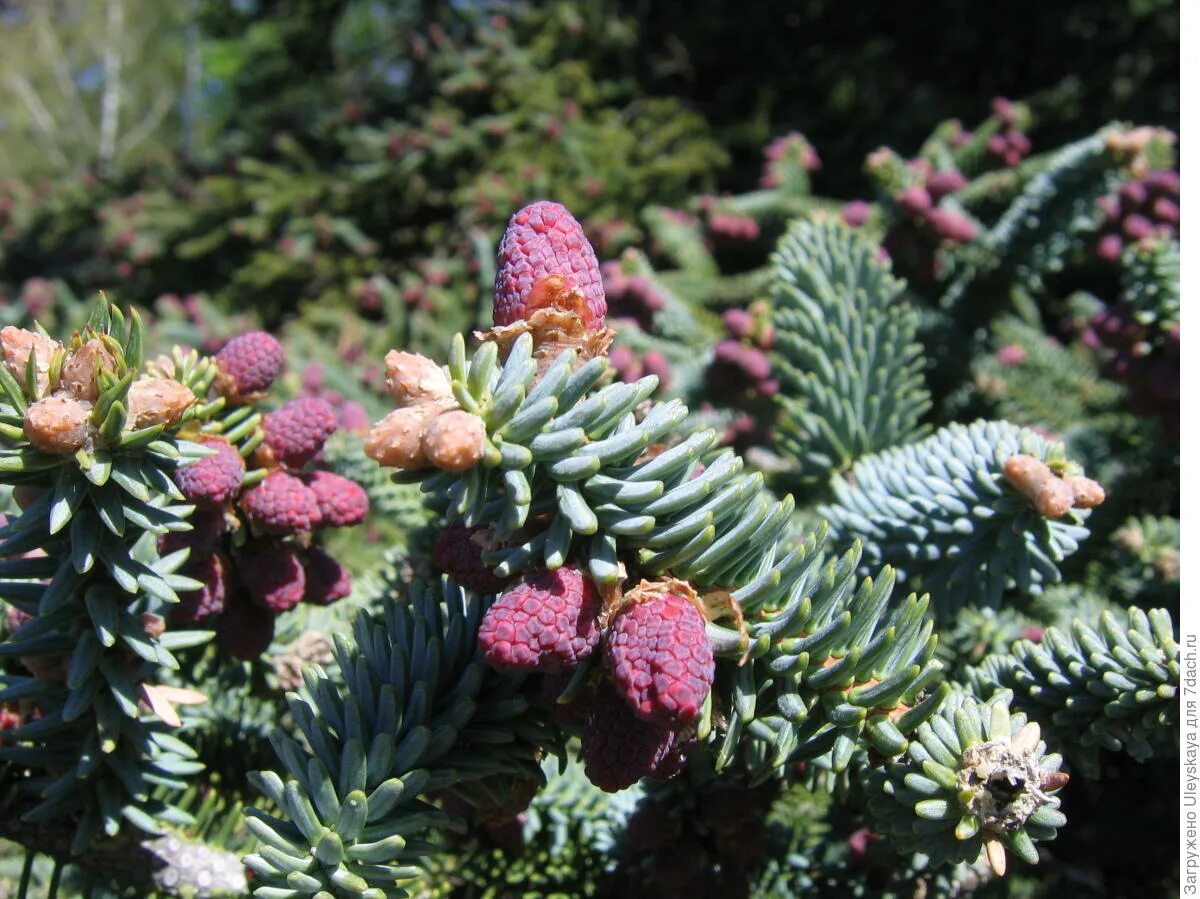 Пихта высокорослая Глаука. Пихта процера Глаука. Abies procera 'glauca prostrata'. Пихта Абиес процера Глаука.