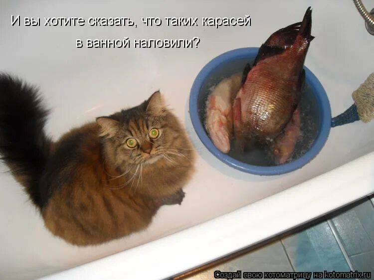 Волк волчище серый хвостище. Прикольные картинки про работу. Побольше посижу побольше наловлю. Чем больше я поем тем стану здоровее. Рыба в тазике.