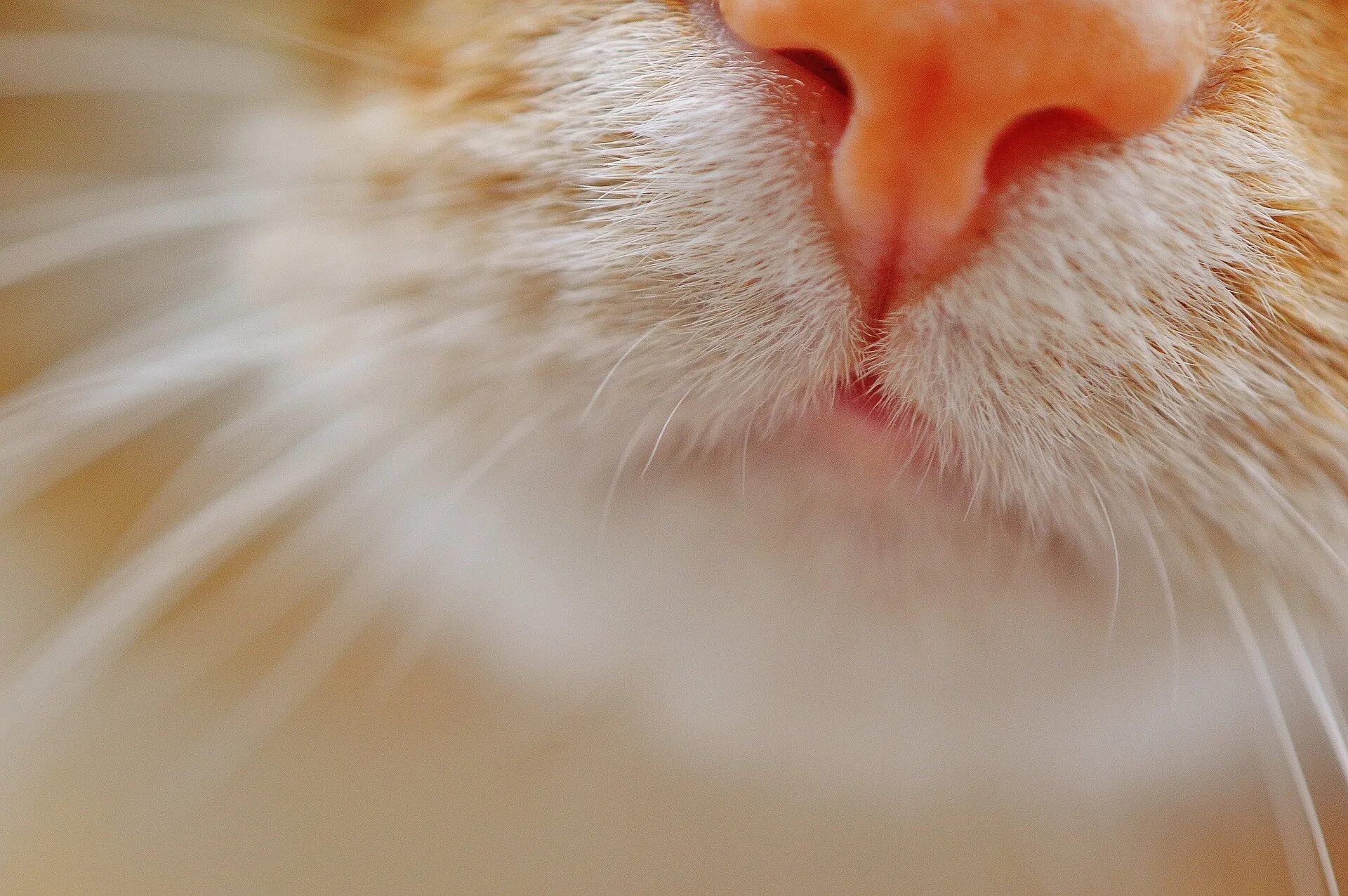 Нос кота. Кошачий носик. Макросъемка носа кошки. Нос рыжего кота. Кошка ест нос