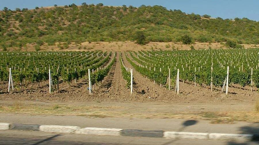 Массандра крым виноградники. Поля виноградников северского района краснодарского края. Виноград массандра. Массандра винный завод виноградники. Витязево виноградники.