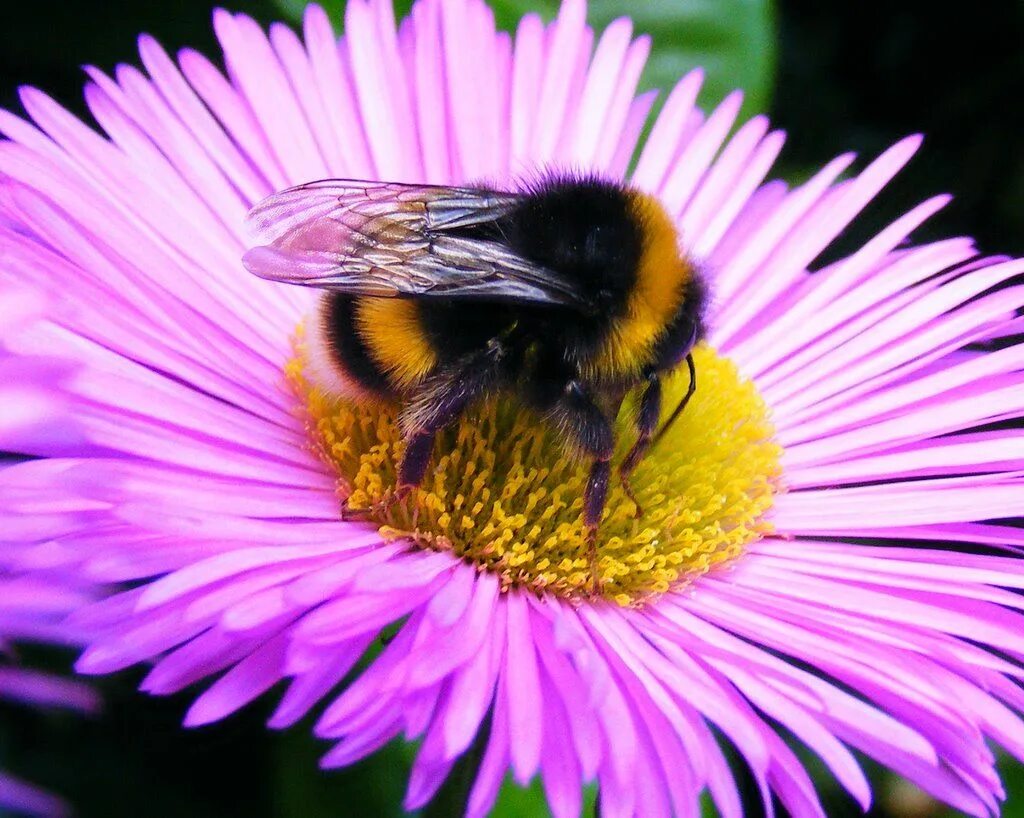 Лакомка опылители. Шмель. Шафранный Шмель. Тулупчатый Шмель. Bombus Alpinus.