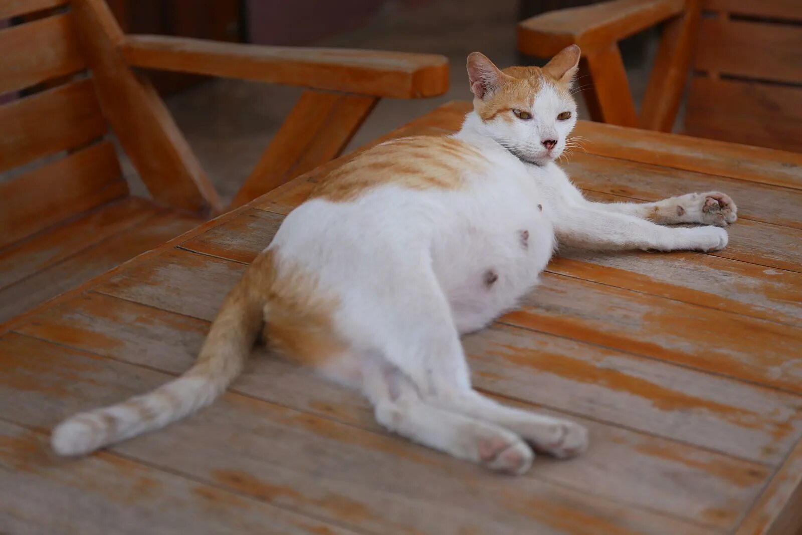 Беременность кошки. Беременные коты. Беременная кошка красивая.