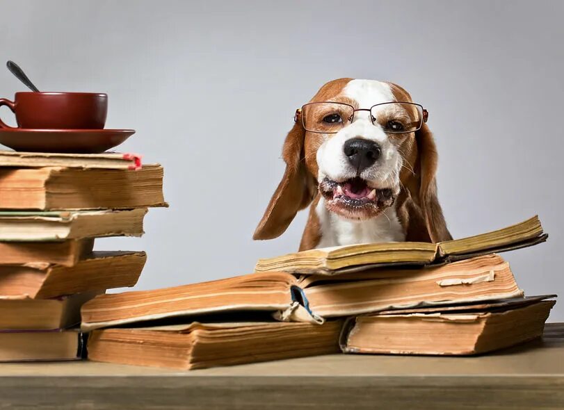 Book my dog. Умная собака. Собака с книжкой. Книги про собак. Умная собака в очках.