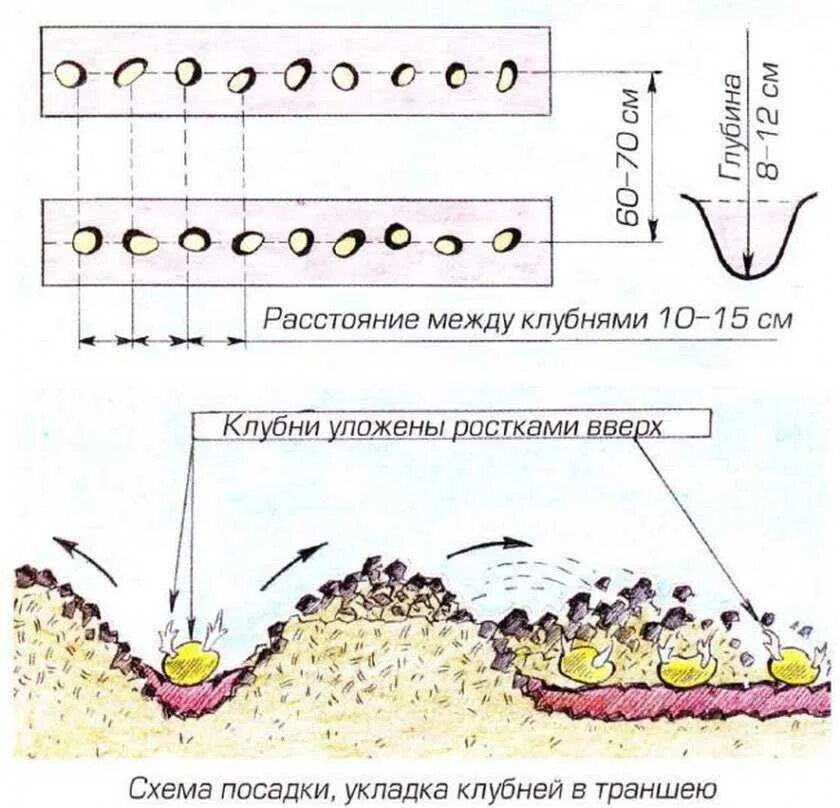 На каком расстоянии сажать картофель между рядами. Схема посадки картофеля глубина посадки. Схема посадки картофеля в открытом грунте. Посадка клубня картофеля схема. Правильная посадка картофеля расстояние и глубина посадки.