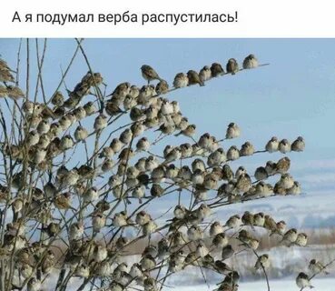На огороде распустилась