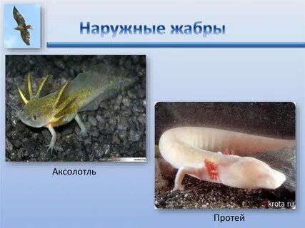 Животные дышащие жабрами