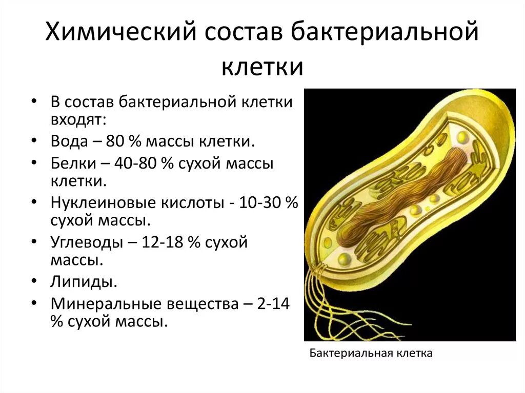 Химическая структура бактериальной клетки. Химический состав бактериальной клетки схема. Охарактеризуйте химический состав бактериальной клетки. 1. Химический состав бактериальной клетки.