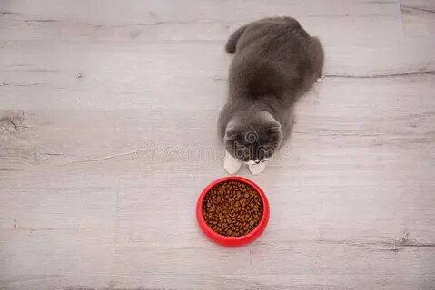 Кот без еды может прожить
