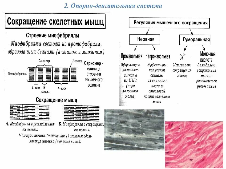 Строение опорных тканей. Строение скелетной мышцы егэ. таблица опорно двигательная система 8 класс биология. строение опорно двигательной системы таблица. опорно двигательная система функции таблица.