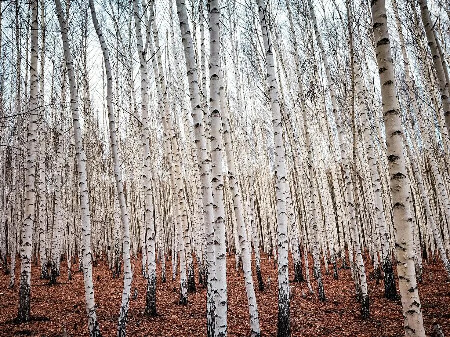 Березовая роща. Береза зимой. Берёза китайская. Береза черно белая. Березовая роща хабаровск.