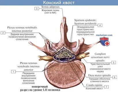 Как называется оболочка спинного мозга