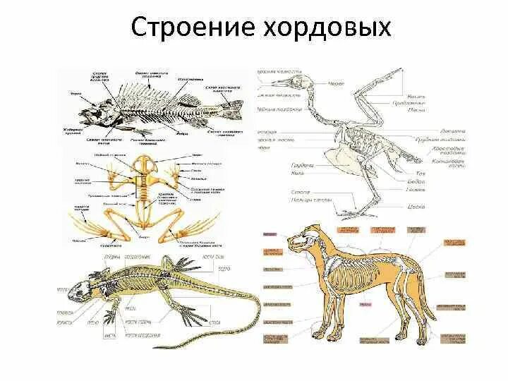 Биология тест тип хордовые. Схема строения хордовых. Хордовые внутреннее строение. Строение хордовых животных. Строение ходовой.