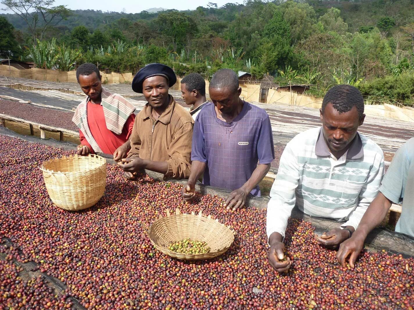 Эфиопия какая экономика. Эфиопия Сидамо плантации. Кофе Арабика Эфиопия плантации. Эфиопия кофейные плантации. Плантации кофе в Эфиопии.