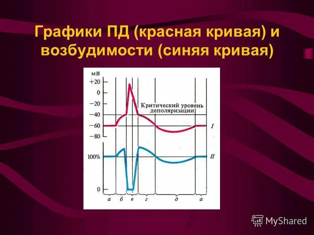 Свойство возбудимости характерно для тканей. Графики изменения возбудимости. График потенциала действия и возбудимости. График Пд и возбудимости. Параметры возбудимости ткани.