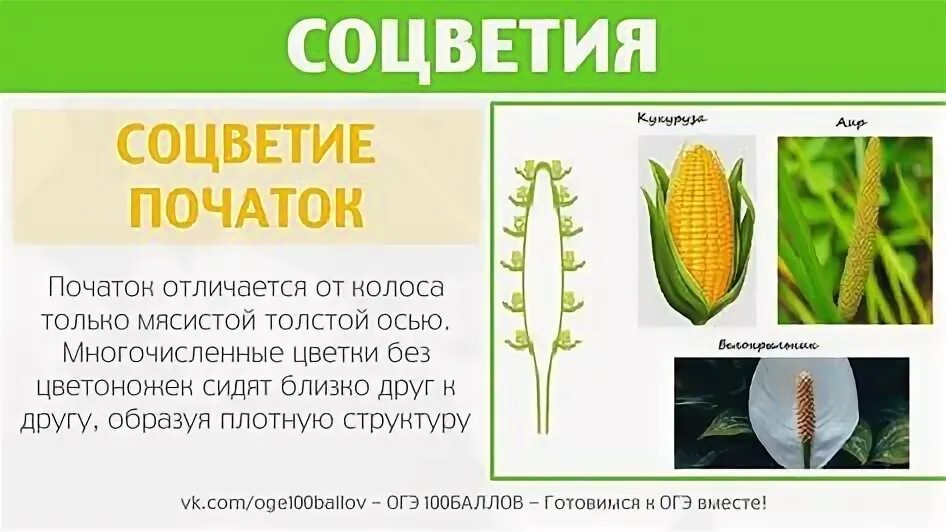 Тип 22 огэ биология. Гормоны огэ биология. биология огэ темы. биология огэ морковка. огэ биология цветок перенесли из холодного места в холодное.