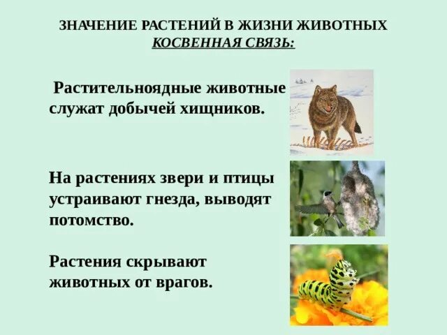 Связь между растениями и животными. Какие существуют связи между растениями и животными. Значение растений для животных. Связь между растением и животным.