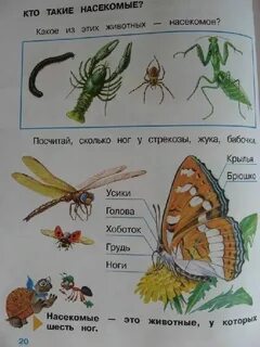 Ктп плешаков 1 класс