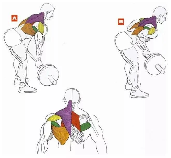 Как прокачать спину в домашних условиях. Тяга штанги в наклоне обратным хватом. Тяга штанги в наклоне к поясу обратным хватом. Тяга штанги к поясу широким хватом. Тяга штанги к поясу обратным хватом техника.