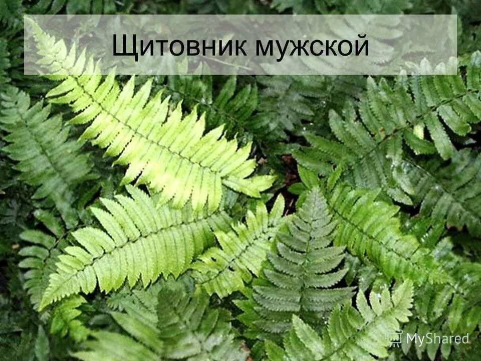 Тундра и тайга богаты папоротникообразными. Папоротник страусник классификация. Отряд Папоротниковидные. Щитовник мужской отдел. Щитовник мужской Покрытосеменные.