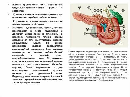 Почки и поджелудочная железа