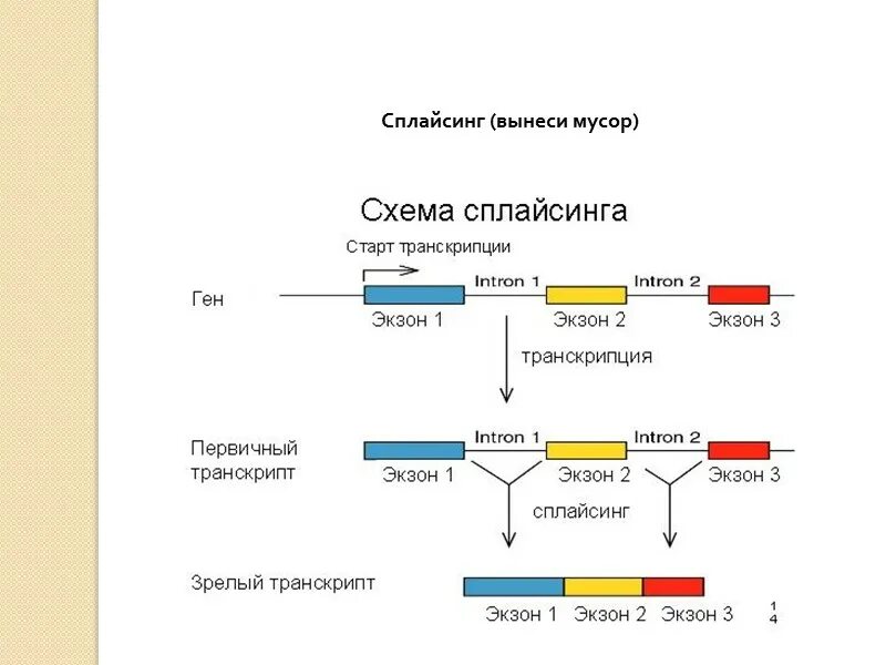 Альтернативный сплайсинг РНК. Сплайсинг РНК схема. Сплайсинг Гена. Механизм сплайсинга эукариот.