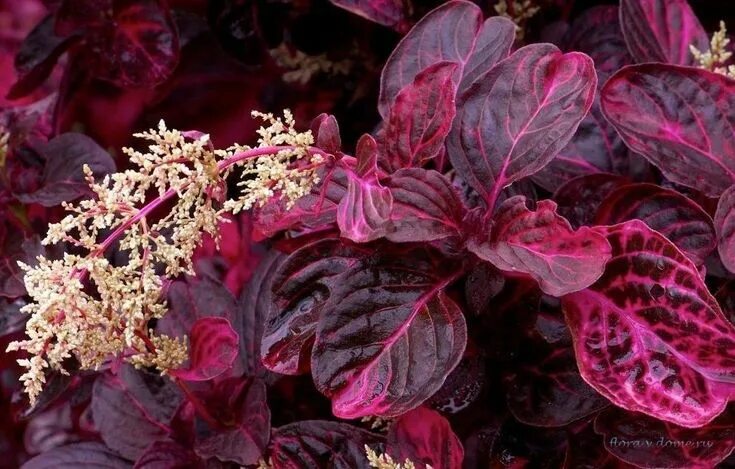 File:Madeira, Palheiro Gardens - Iresine herbstii (Südamerika) IMG 2294.JPG - Wi