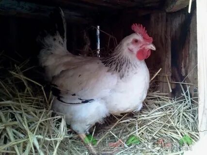 Куры линяют и не несутся осенью