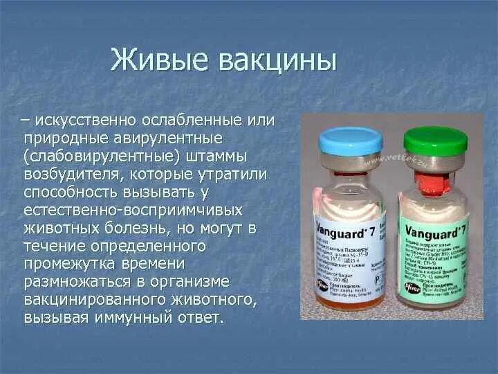 Какие вакцины применяют. Живые вакцины. Прививка живыми вакцинами. Живые ослабленные вакцины. Живыми вакцинами являются:.