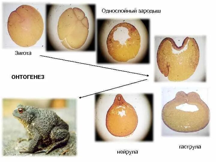 Дробление и образование бластулы. Этапы бластулы. Стадия бластулы процессы. Бластула с образованием бластоцель. Бластула однослойный зародыш.