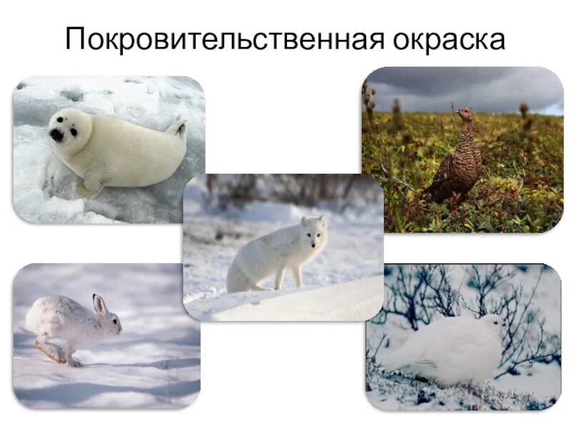 Типы окраса животных. Покровительственная окраска. покровительственная окраска животных. виды покровительственной окраски. покровительственная окраска сова.
