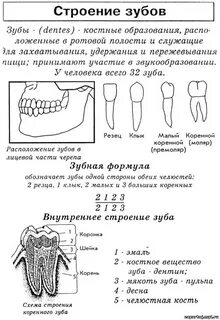 Часты зубы