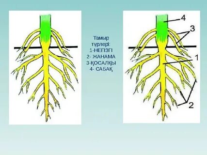 Қараңғы тері порно