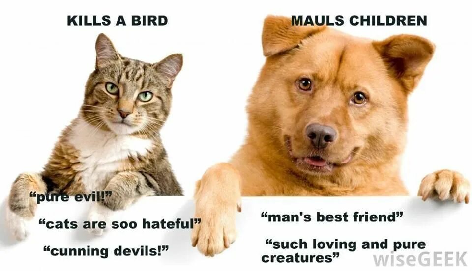 Cat is better than dog
