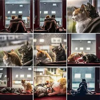 Жить вместе коты