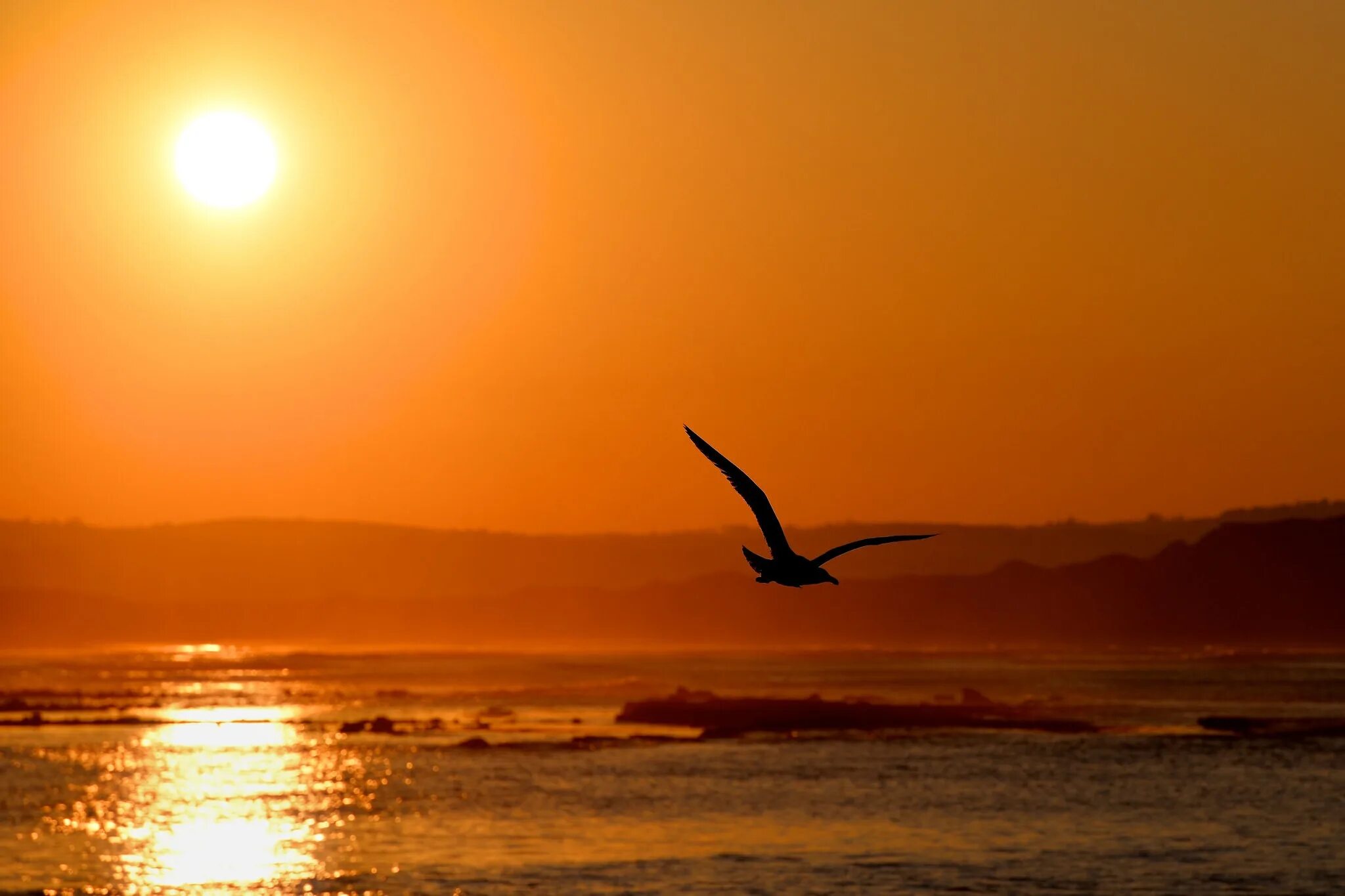 Птицы на рассвете. Оранжевый закат на море. Sunrise bird. Sunrise bird. Sunrise bird.