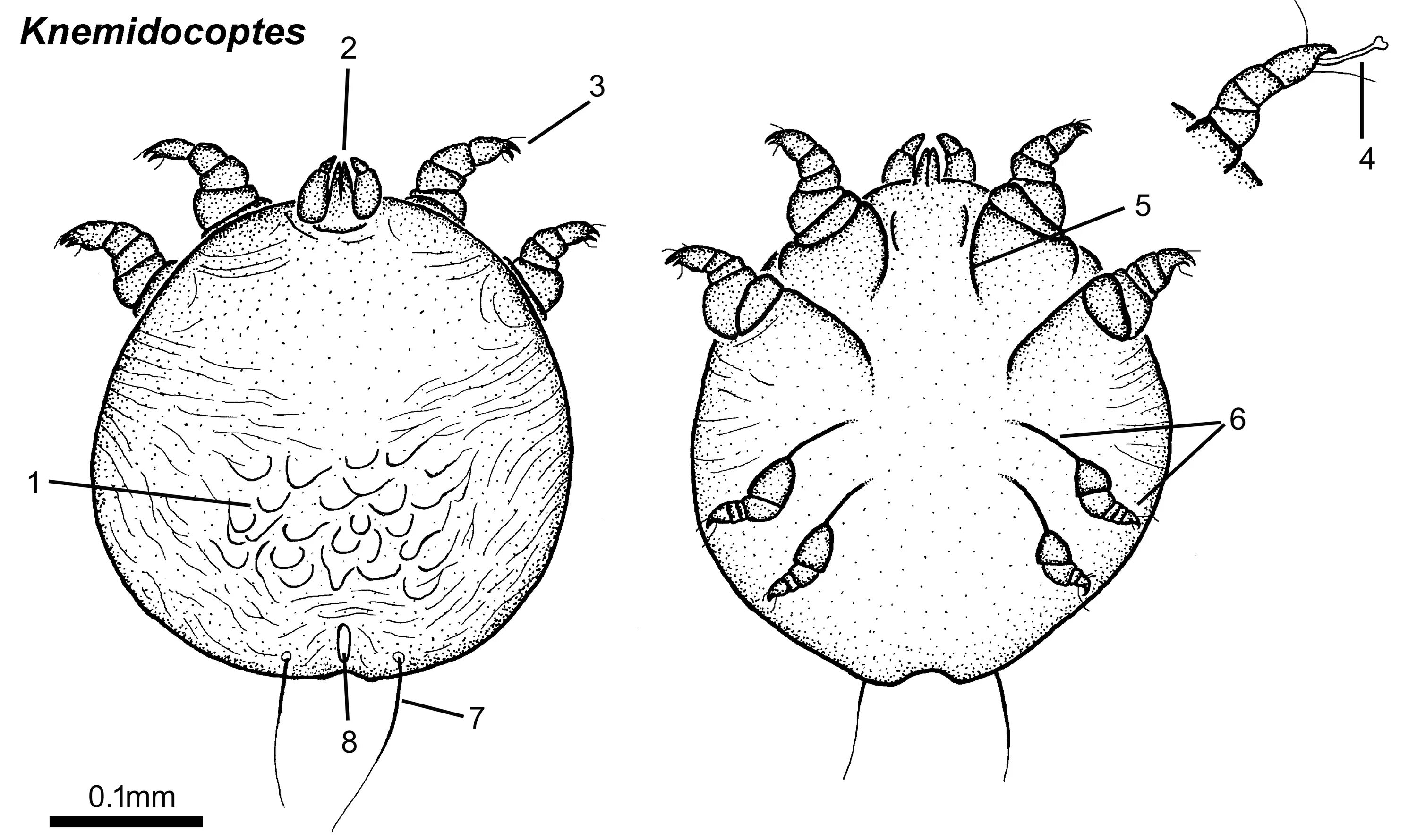 Кнемидокоптоз кур возбудитель. Knemidocoptes Mutans морфология. Чесоточный клещ Sarcoptes scabiei.