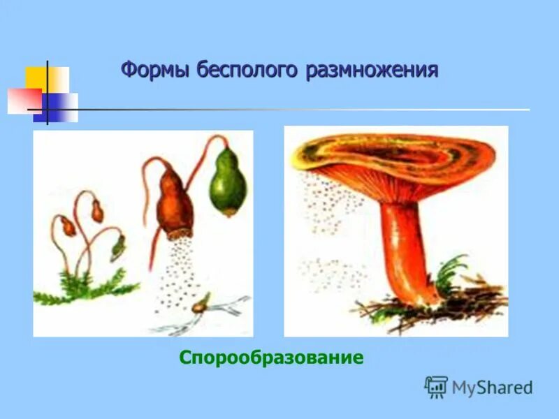 спорообразование папоротника. формы размножения бесполое и &половые. схема спорообразования грибов. спорообразование вид размножения. спорообразование грибы.