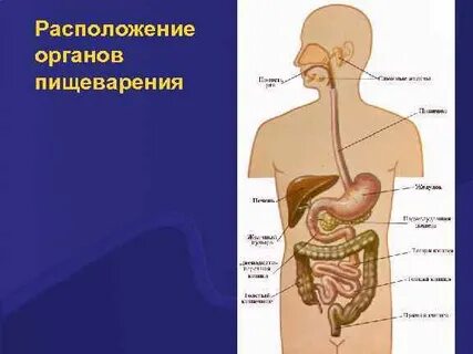 Расположи органы пищеварительной