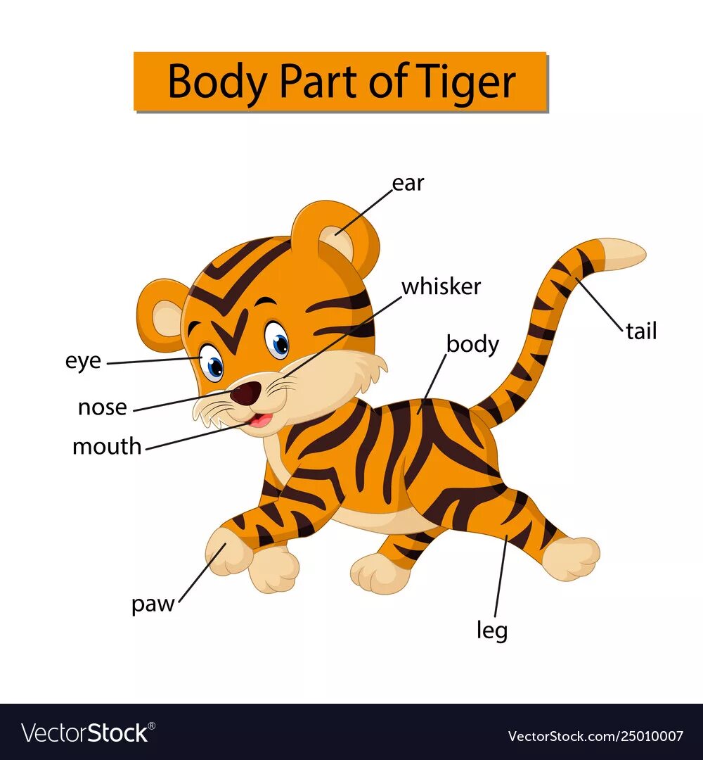 Части тела тигра. Части тела тигра на английском. Части тела тигра для детей. Тигр по частям.