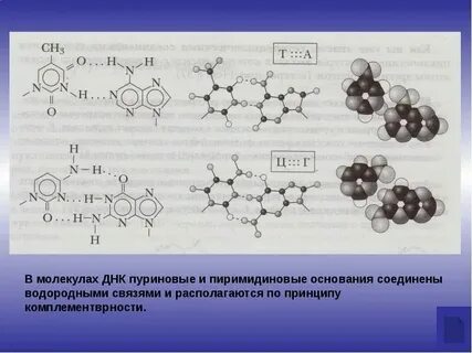 Сколько молекул днк содержит двуядерный кардиомиоцит
