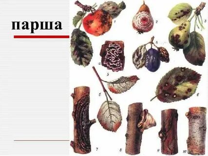 Болезни плодовых кустарников