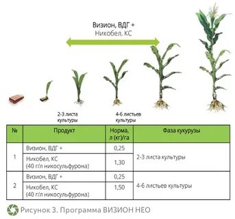 Расстояние при посадке кукурузы