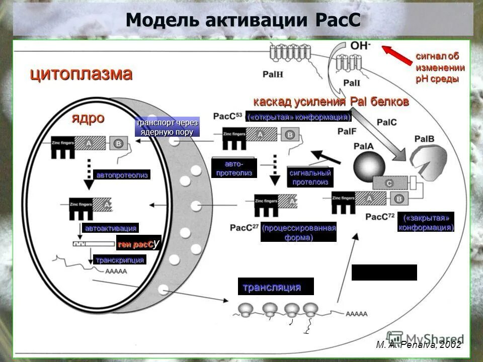 Биосинтез работа