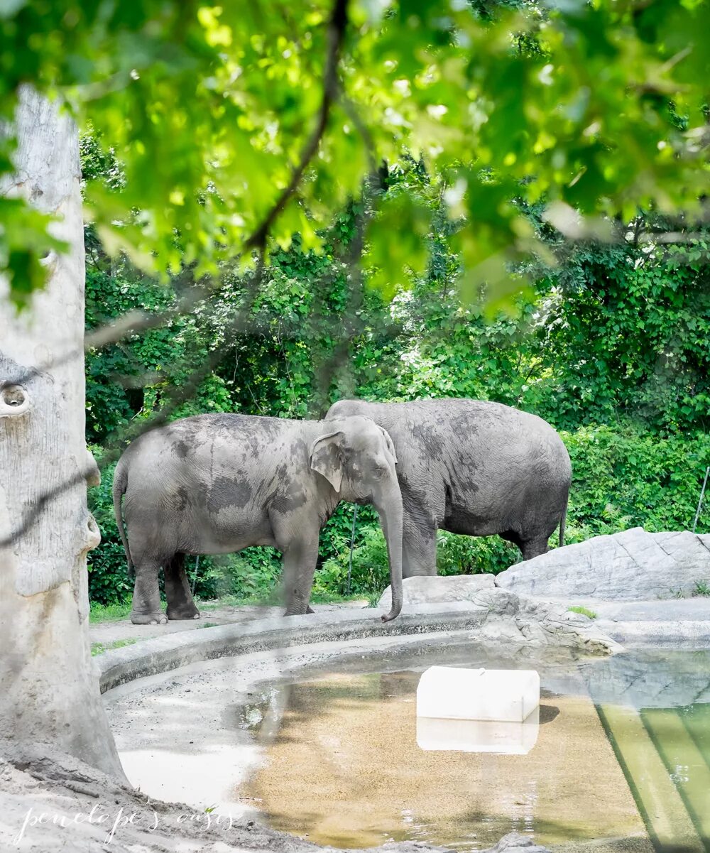 Bronx Zoo. Bronks Zoo. Зоопарк ВК.