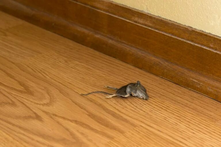 Дом мышки. Мыши в доме. Мышь которая живет в домах. Мышь в другую сторону
