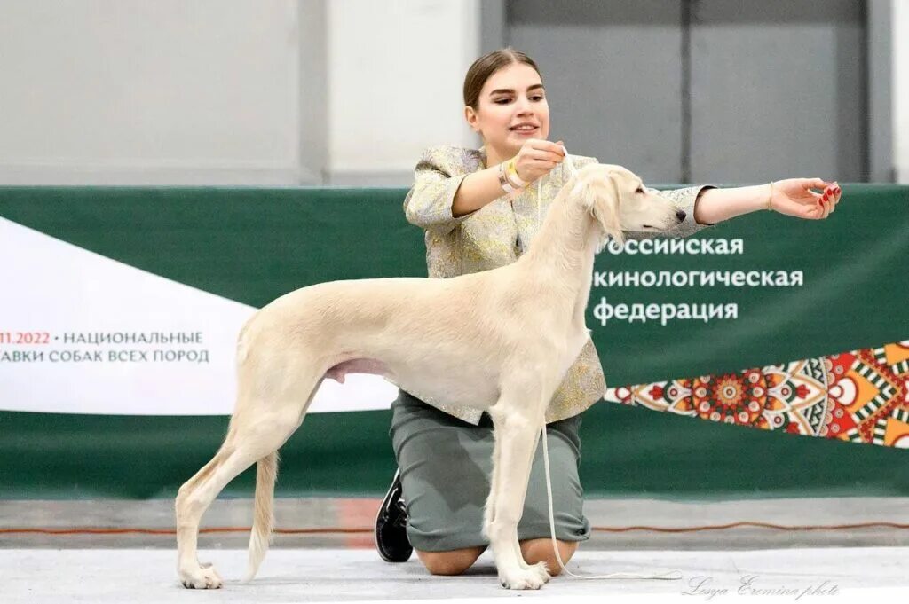 Выставочные собаки. На выставке собак. Выставка собак в Москве. Крафтс выставка собак 2024.