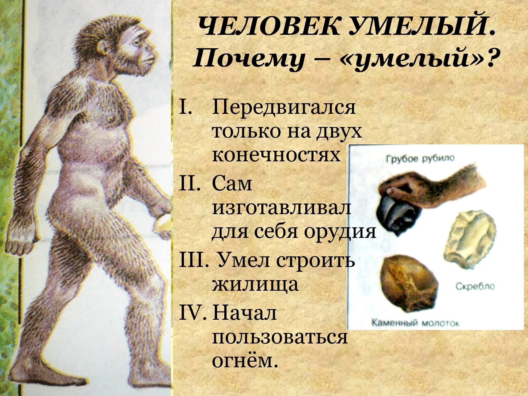 Как появился человек биология 5. Homo habilis (человек умелый) жил на земле. Человек умелый хомо хабилис. Человек умелый homo habilis образ жизни. Человек умелый презентация.