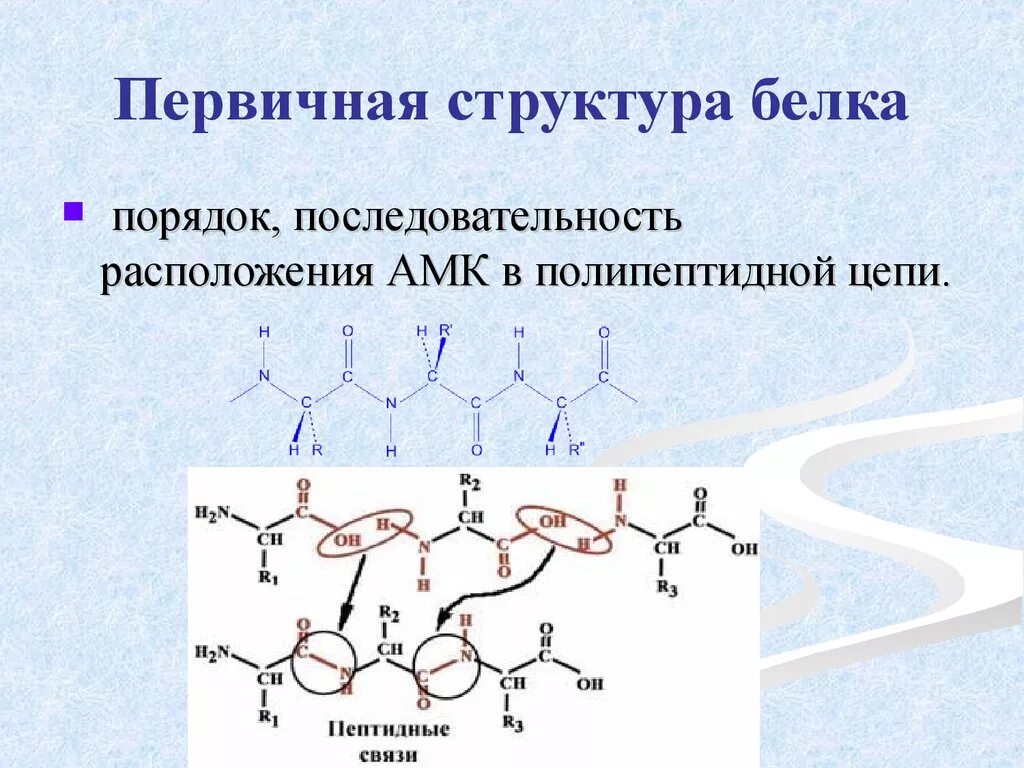 Образование полипептидной связи. Первичная структура белка первичная структура белка. Первичная структура белковой молекулы биохимия. Образование первичной структуры белка. Первичная структура биохимия.