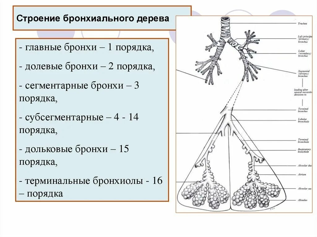 Терминальные бронхиолы. Бронхиальное и альвеолярное дерево схема. бронхи и бронхиолы анатомия строение. бронхи и бронхиальное дерево. бронхиальное дерево сегменты.